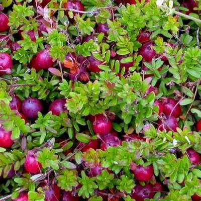 Клюква ПИЛИГРИМ в Рогачеве