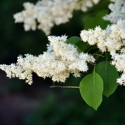 Сирень АМУРСКАЯ в Рогачеве