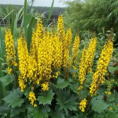 Бузульник ПРЖЕВАЛЬСКОГО в Рогачеве