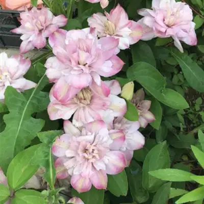 Клематис ИННОСЕНТ БЛАШ в Рогачеве