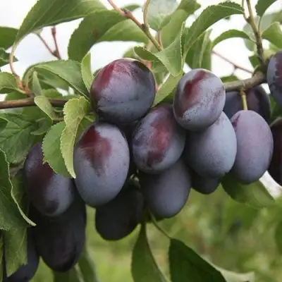 Слива РЕНКЛОД в Рогачеве