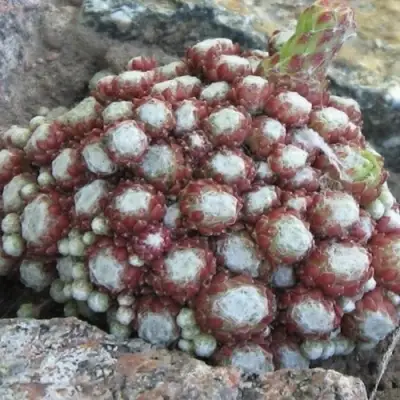 Молодило ГНАФАЛИУМ в Рогачеве