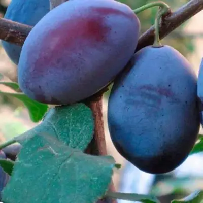 Слива СМОЛИНКА в Рогачеве