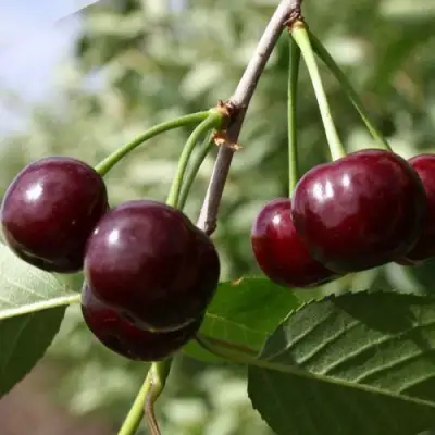 Вишня ЖАДАНА в Рогачеве