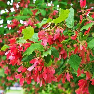 Клен татарский в Рогачеве