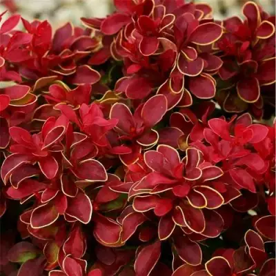 Барбарис РЕД ХОТ ЧИЛИ тунберга в Рогачеве