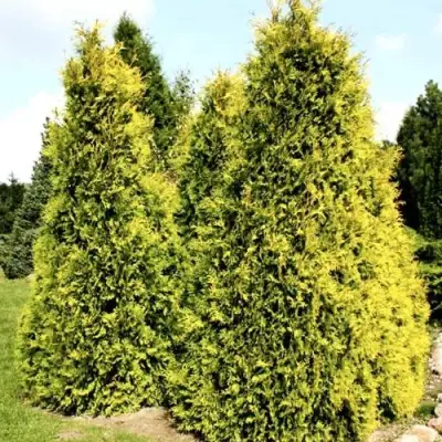 Туя САЛЛАНД западная в Рогачеве