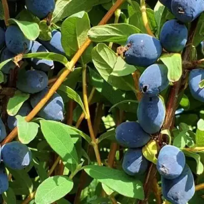 Жимолость съедобная КЛУБНИЧНАЯ СЕНСАЦИЯ в Рогачеве