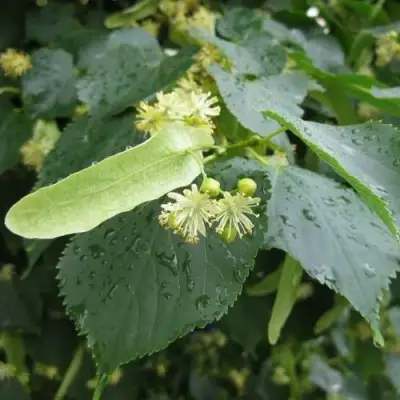 Липа мелколистная в Рогачеве