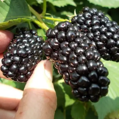 Ежевика НАТЧЕЗ бесшипная  в Рогачеве