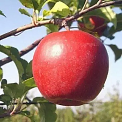 Яблоня ЛИГОЛ в Рогачеве