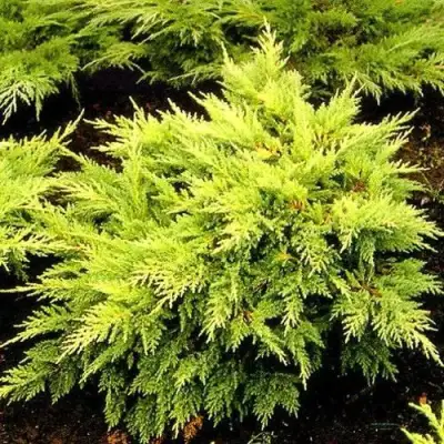 Можжевельник МОРДИГАН ГОЛД средний в Рогачеве