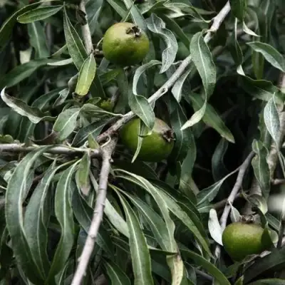 Груша ИВОЛИСТНАЯ в Рогачеве