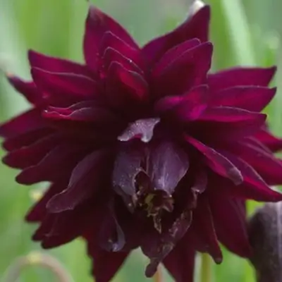 Аквилегия БАРЛОУ БОРДО обыкновенная в Рогачеве