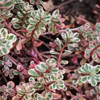 Очиток (седум) ТРИКОЛОР ложный в Рогачеве