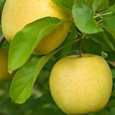 Яблоня АНАНАС в Рогачеве