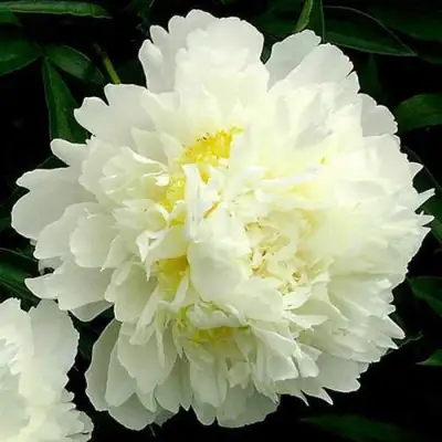 Пион ЗОЛОТОЙ ОРЕОЛ травянистый в Рогачеве