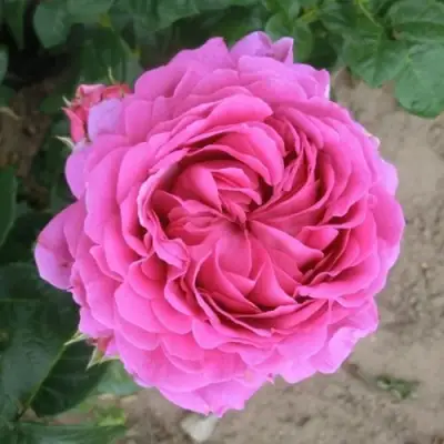 Роза АНУШКА чайно-гибридная в Рогачеве