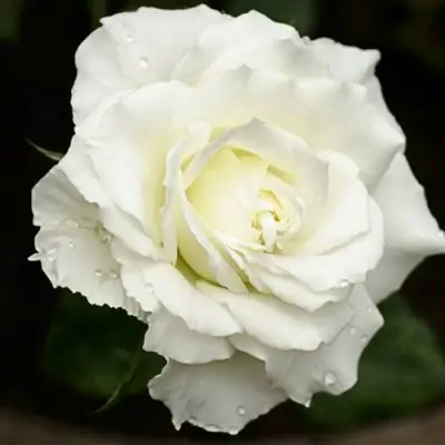 Роза МОНДИАЛЬ чайно-гибридная в Рогачеве