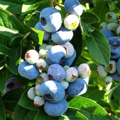 Голубика ВЕЙМУТ в Рогачеве