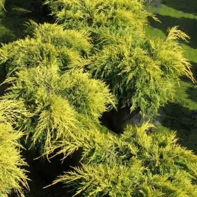 Можжевельник КИНГ ОФ СПРИНГ средний в Рогачеве