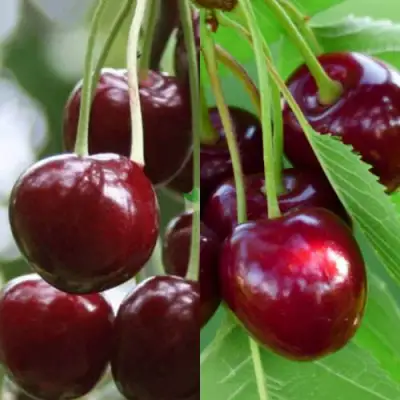 Комплект ВИШНЕВЫЙ ТАНДЕМ в Рогачеве