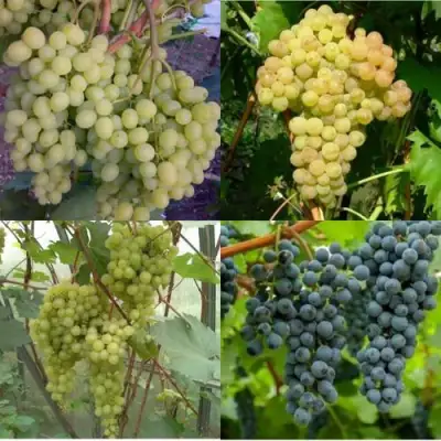 Комплект ВИНОГРАДНАЯ РАДУГА в Рогачеве