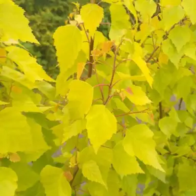 Берёза ГОЛДЕН ОБЕЛИСК повислая  в Рогачеве