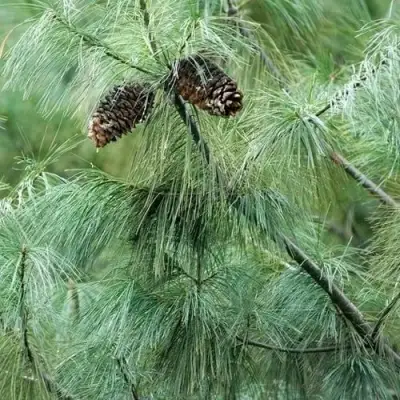 Сосна АРМАНДИ в Рогачеве