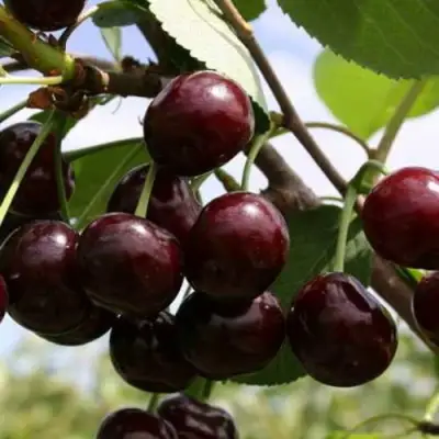 Дюк ИВАНОВНА в Рогачеве