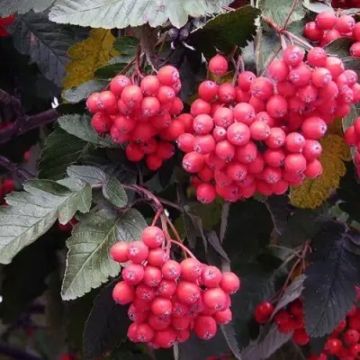 Рябина БОЯРЫШНИКОПЛОДНАЯ сладкоплодная в Рогачеве