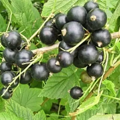 Смородина чёрная ЧЁРНЫЙ АИСТ в Рогачеве