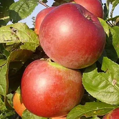 Яблоня АКСАМИТ в Рогачеве