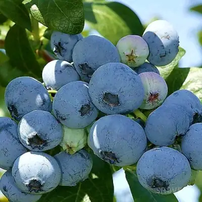 Голубика НУИ в Рогачеве
