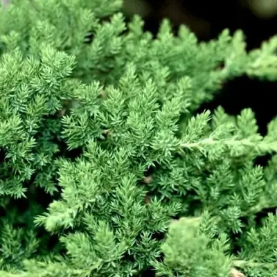 Можжевельник НАНА лежачий в Рогачеве