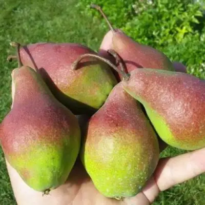 Груша ЯКОВЛЕВСКАЯ в Рогачеве