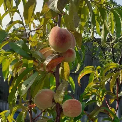 Персик ЕЛГАВСКИЙ в Рогачеве