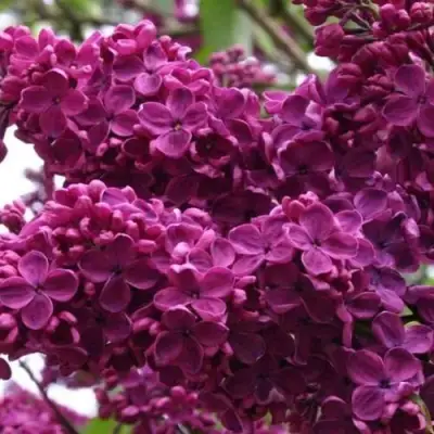 Сирень ЧАРЛЬЗ ДЖОЛИ в Рогачеве