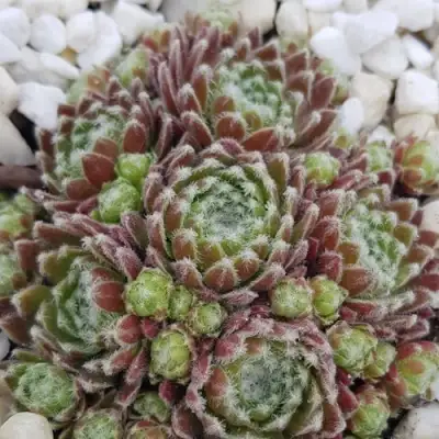 Молодило МОРКЕРС МЕРИТ в Рогачеве