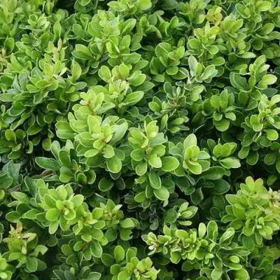 Барбарис КОБОЛЬД тунберга в Рогачеве