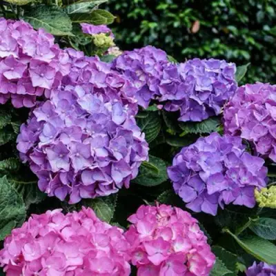 Гортензия ГАМБУРГ крупнолистная в Рогачеве