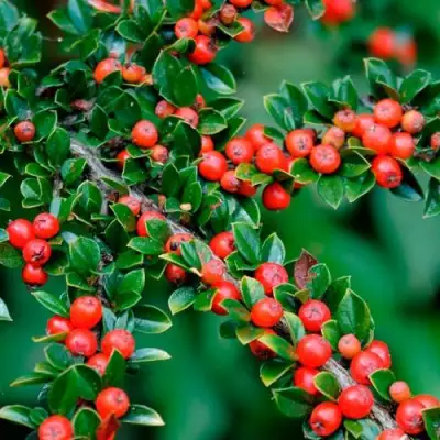 Кизильник горизонтальный в Рогачеве