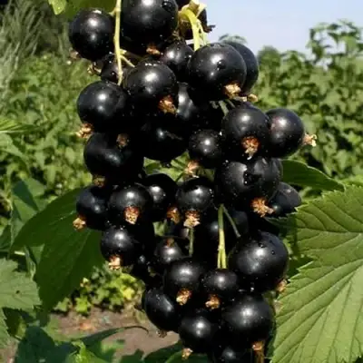 Смородина чёрная ВИНОГРАДНАЯ в Рогачеве