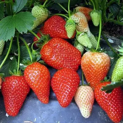 Клубника РОКСАНА в Рогачеве