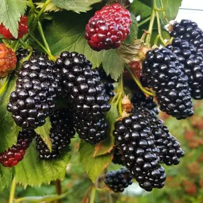 Ежевика НАТЧЕЗ бесшипная  в Рогачеве