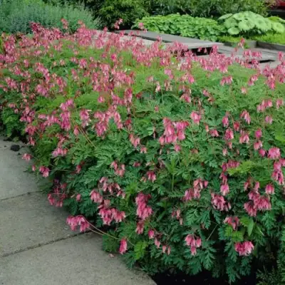 Дицентра изящная в Рогачеве