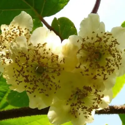 Актинидия АТЛАС (МУЖСКОЙ) киви в Рогачеве