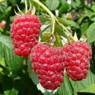 Малиновое дерево ТАРУСА в Рогачеве