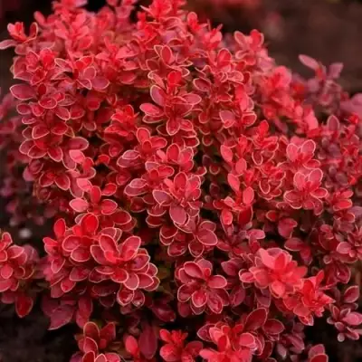 Барбарис РЕД ХОТ ЧИЛИ тунберга в Рогачеве