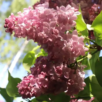 Сирень МЕДОВЫЙ СПАС в Рогачеве